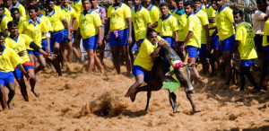 Jallikkattu-00001